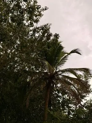 a palm tree in front of some trees at Aira Hotel in Coveñas