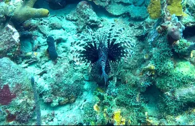 an underwater view of a lion fish in the ocean at Catamaran in Cartagena Bay in Cartagena de Indias