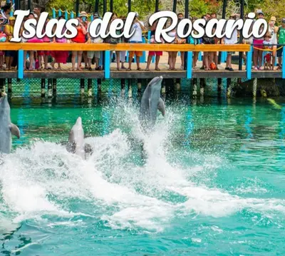 a group of dolphins in the water at aorld at apartamentos amoblados o hotel en Cartagena para arriendo por día desde 330 mil pesos hasta 600 mil mil pesos colombianos in Cartagena de Indias
