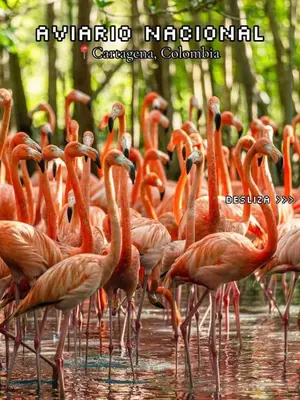 a flock of flamingos standing in the water at apartamentos amoblados o hotel en Cartagena para arriendo por día desde 330 mil pesos hasta 600 mil mil pesos colombianos in Cartagena de Indias