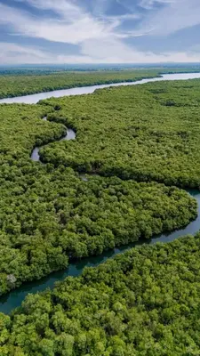 an aerial view of a river in the middle of a forest at Country cabin, Coveñas in Coveñas