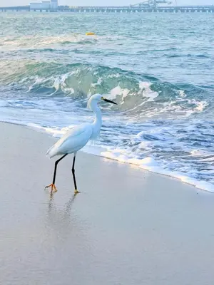a white bird walking on the beach near the ocean at Modern Balcony Apartment with Sea View! in Santa Marta