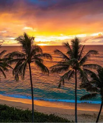 two palm trees on the beach at sunset at Awa de Mar Playa in Tolú