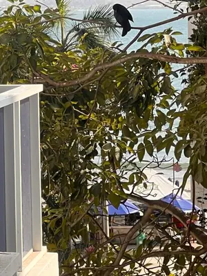a black bird perched on a tree branch at Apartamento Nuevo Conquistador in Cartagena de Indias