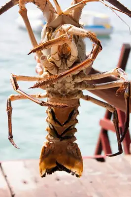 a large lobster hanging from a branch on a beach at Isla Los Erizos EcoHouse in Isla Grande