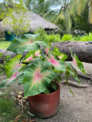 a plant with pink flowers in a pot at Eco Hotel Las Palmeras in Isla Grande