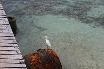 a white bird standing on a rock in the water at Eco Hotel Las Palmeras in Isla Grande