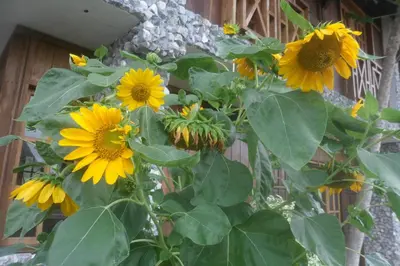 a bunch of yellow sunflowers growing next to a fence at Cabana Dubai Resorts in Santa Veronica