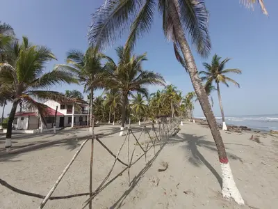 a row of palm trees on a beach with the ocean at Hotel Mar del Viento in San Bernardo del Viento