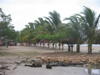 a group of palm trees on a beach with water at Hostal Roldan in Coveñas
