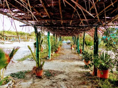 a row of potted plants under a roof at Galerazambahostal in Galerazamba