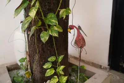 a bird on a tree next to a tree at Hotel Sun River in Barranquilla