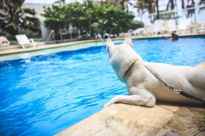 a white dog sitting on a wall next to a swimming pool at Hotel Playa Club in Cartagena de Indias