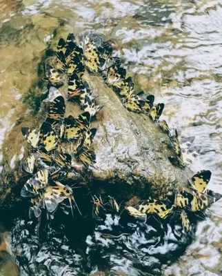 a group of bees on a rock in the water at Casa Turística Realismo Mágico in Aracataca