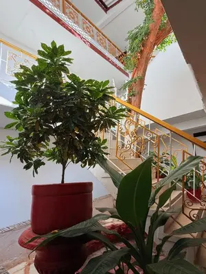 a potted plant sitting on a floor next to a staircase at Hotel Rosandy Galaxy in Cartagena de Indias
