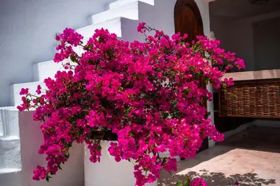 a bunch of pink flowers hanging from a wall at Hotel Aguamarina Boutique in Cartagena de Indias