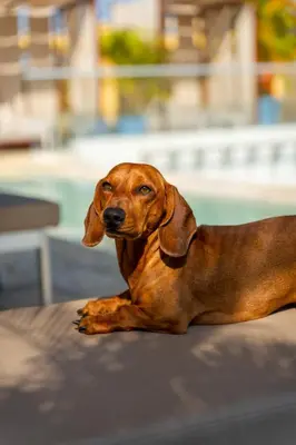 a brown dog laying on top of a table at Nacar Hotel Cartagena, Curio Collection by Hilton in Cartagena de Indias