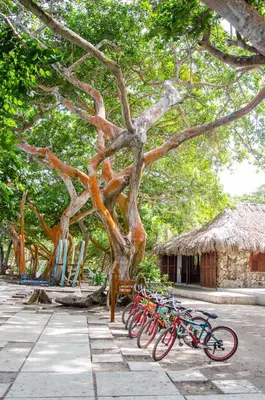 a group of bikes parked next to a tree at Hotel San Pedro de Majagua in Isla Grande