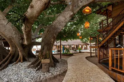 a tree with large roots next to a walkway at Hotel Isla del Encanto in Baru