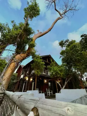 a tree leaning over a fence in front of a house at MISTICA Isla Palma in Isla Palma