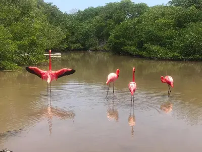 a group of flamingos standing in the water at MISTICA Isla Palma in Isla Palma