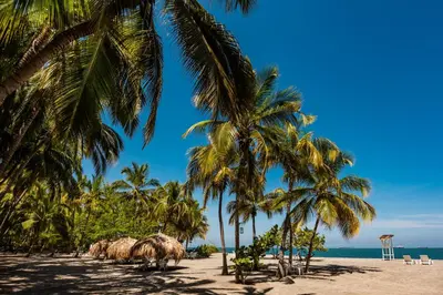 a group of palm trees on a beach at Hotel Irotama Lago in Santa Marta