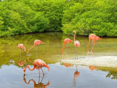 a group of flamingos standing in the water at Hotel Isla Palma Reserva Natural in Isla Palma