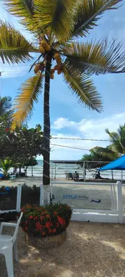 a palm tree on the beach with a bench and flowers at Condominio bahia blanca in Coveñas
