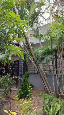a palm tree in front of a building at Casa Prado 59 in Barranquilla