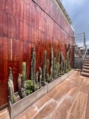 a group of cacti in a planter against a wall at Hotel Puerto Colombia in Puerto Colombia