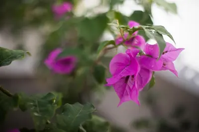 a group of purple flowers on a plant at Hotel Rilux Tolú -Casa Danae- in Tolú