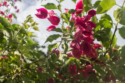 a group of pink flowers on a tree at Hotel Rilux Tolú -Casa Danae- in Tolú