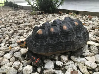 a turtle sitting on a pile of rocks at VILLA MORELI in Papare