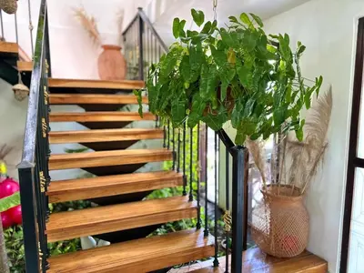 a wooden staircase with plants on it at Le MARIE B&B in Cartagena de Indias