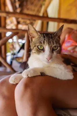 a cat laying on the back of a person at Paraíso Natural Ecohotel in San Bernardo del Viento