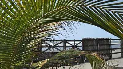a palm tree on the beach near a fence at Zéfiro Hostal in San Bernardo del Viento