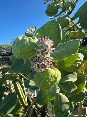 a tree with a bunch of green leaves and a flower at Playa Bello Horizonte, vista preciosa in Gaira