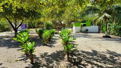 a group of trees in the sand in a park at Eco-Camping El Frutal in Isla Grande