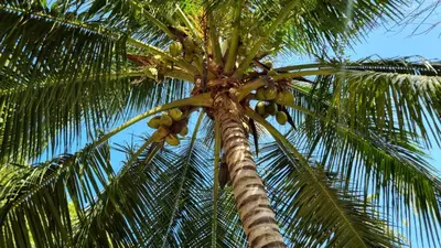 a palm tree with a bunch of coconuts on it at Eco-Camping El Frutal in Isla Grande