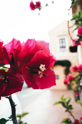 a close up of a red flower in a vase at Neos Hotel Cartagena in Cartagena de Indias
