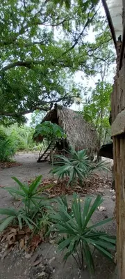 a house with a thatch roof and some plants at Eco-Camping Mango Feliz Rincón del Mar in San Onofre