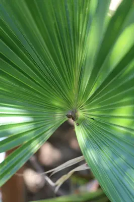 a close up of a green leaf of a plant at PALOMAR EcoCabaña in Santa Veronica