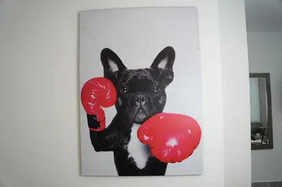 a black dog with red boxing gloves on its face at Hermosa Habitación cerca al Centro histórico in Cartagena de Indias