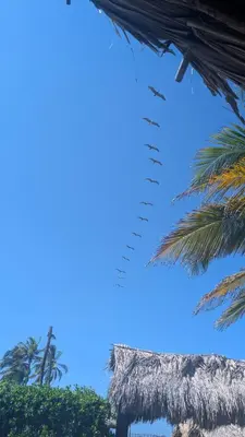 a group of birds flying in the sky between palm trees at AGUAMARINA House in San Bernardo del Viento