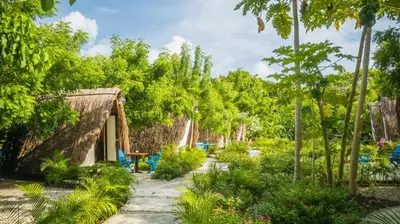 a garden in front of a house with trees at AMALIFE Beach Club & Hotel in Tierra Bomba