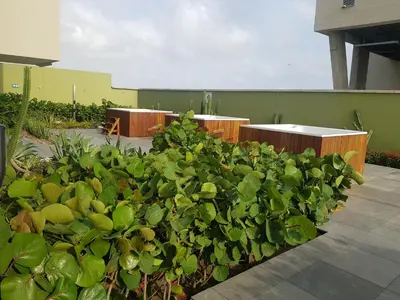 a row of green plants in a garden at H2 Hyatt Vista Mar!! in Cartagena de Indias
