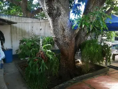 a tree with a swing hanging from it at Hospedaje Altamira in Barranquilla