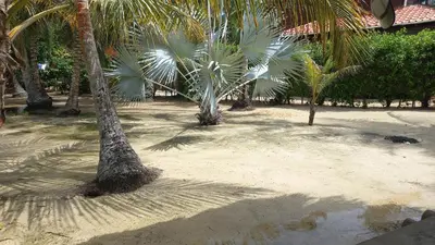 a group of palm trees on a sandy beach at Cabaña sostenible Isla Fuerte in Isla Fuerte