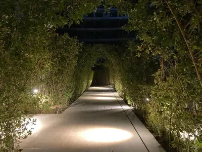 a path through a tunnel of trees at night at Serena del Mar, Morros IO in Cartagena de Indias
