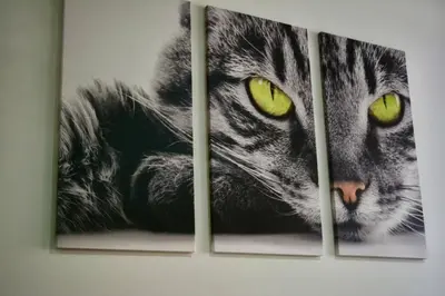 four paintings of a black and white cat with green eyes at Casa del Gato in Cartagena de Indias